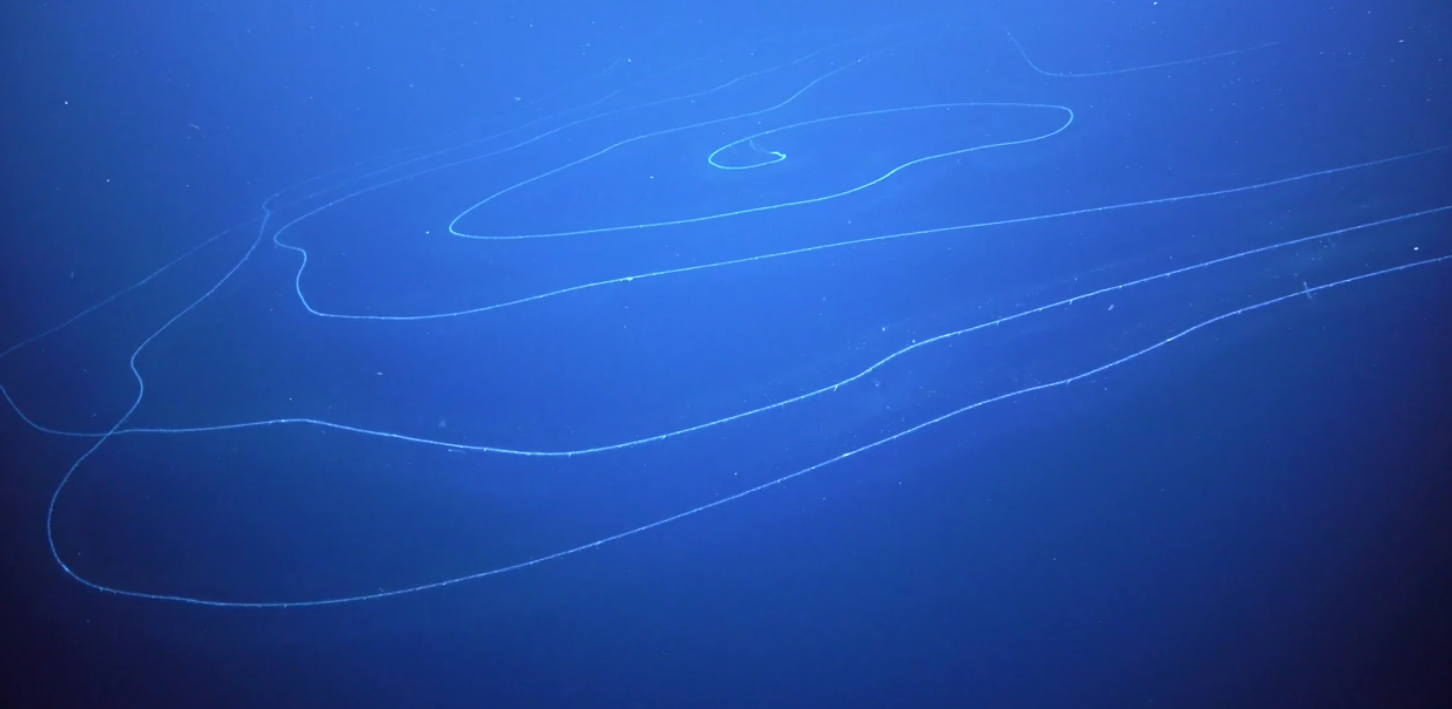 Siphonophore: The Longest Animal Ever Discovered