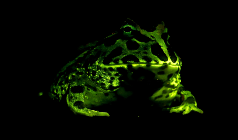 🦎 Turns Out Amphibians Glow, Study Finds