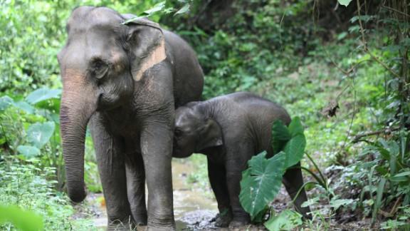 The Campaign to Save Baby Kit and the Future of Elephant Conservation in Laos
