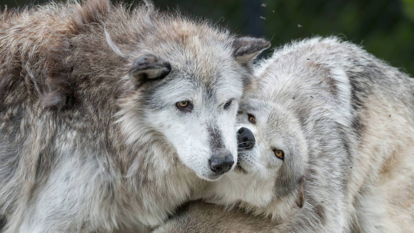 Major Setback for Wolves in Idaho & How You Can Help