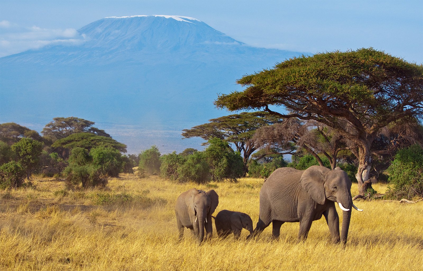 Big Report on African Elephants Offers New Spin on the Same Problems