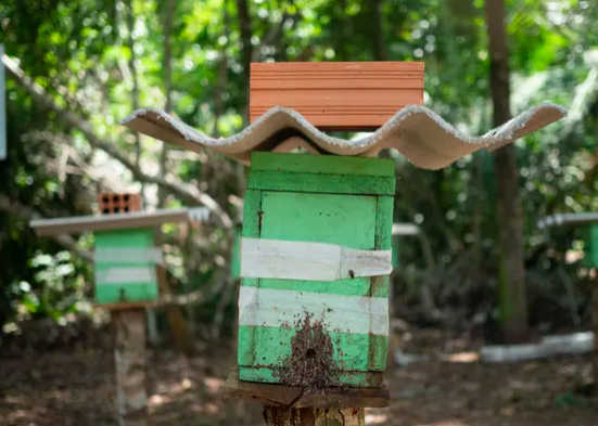 Teaching locals beekeeping can help save the Amazon forest 🐝
