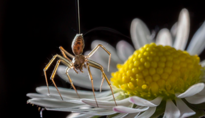 🕷️ Spiders Ride Earth’s Magnetic Fields To Fly