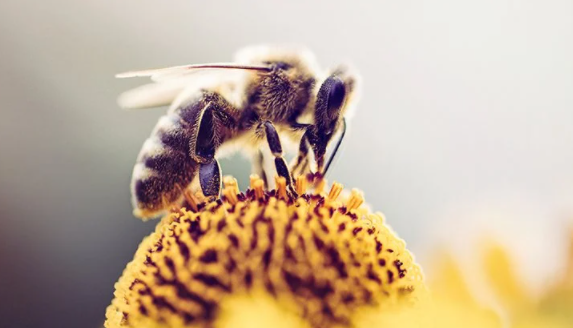Is Mating Overrated? Meet the Honey Bees That Are Done With Males
