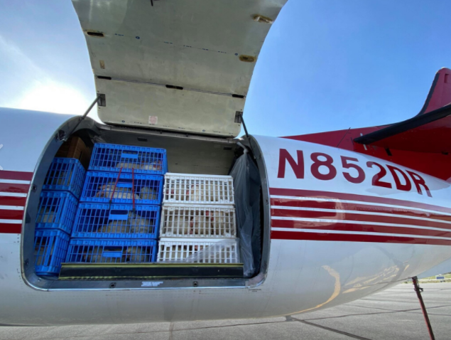 🐔 Hen Heaven: 1000 Chickens Rescued By Plane
