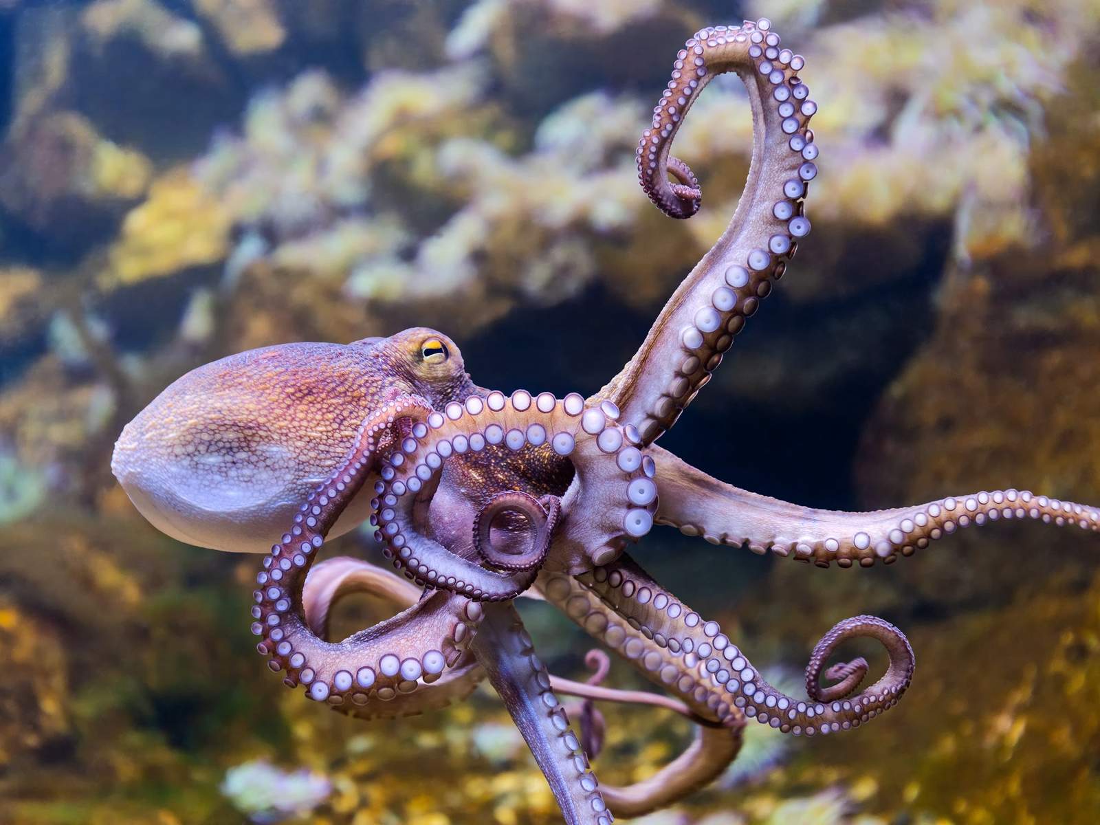 The Octopus: Alien Or Earthling?