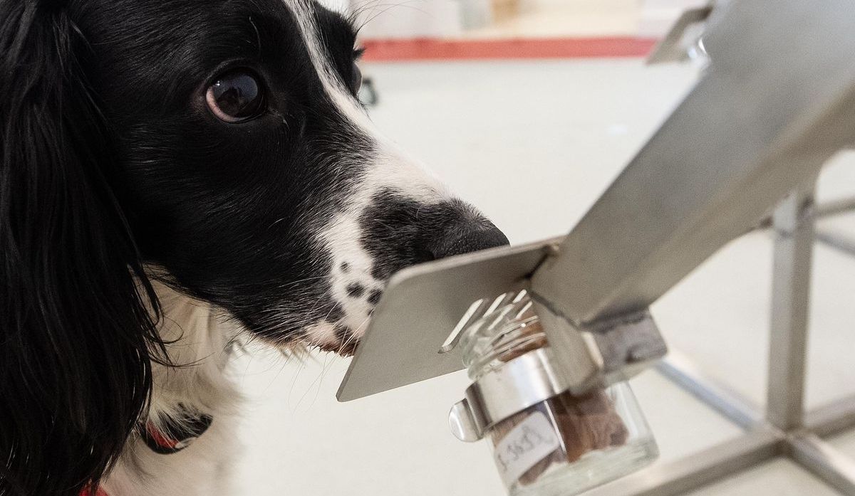 Animalia Weekly: Can Dogs Sniff Out COVID in Humans?
