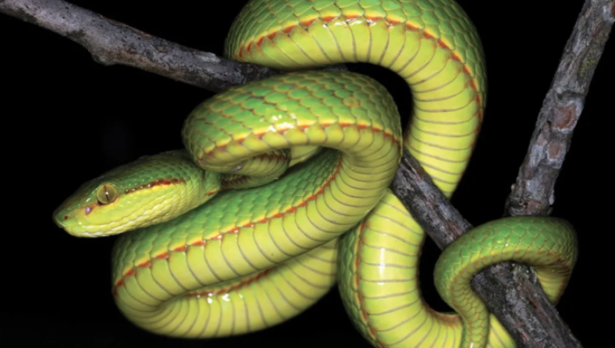 New Snake Named After Harry Potter’s Slytherin ⚡
