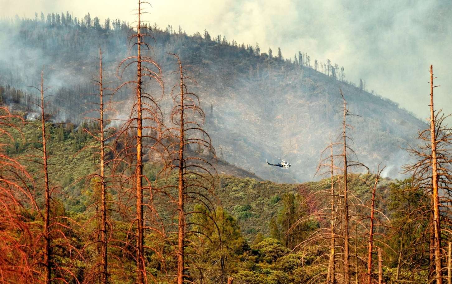 A PESKY BEETLE IS PLAYING A BIG ROLE IN WILDFIRE OUTBREAKS