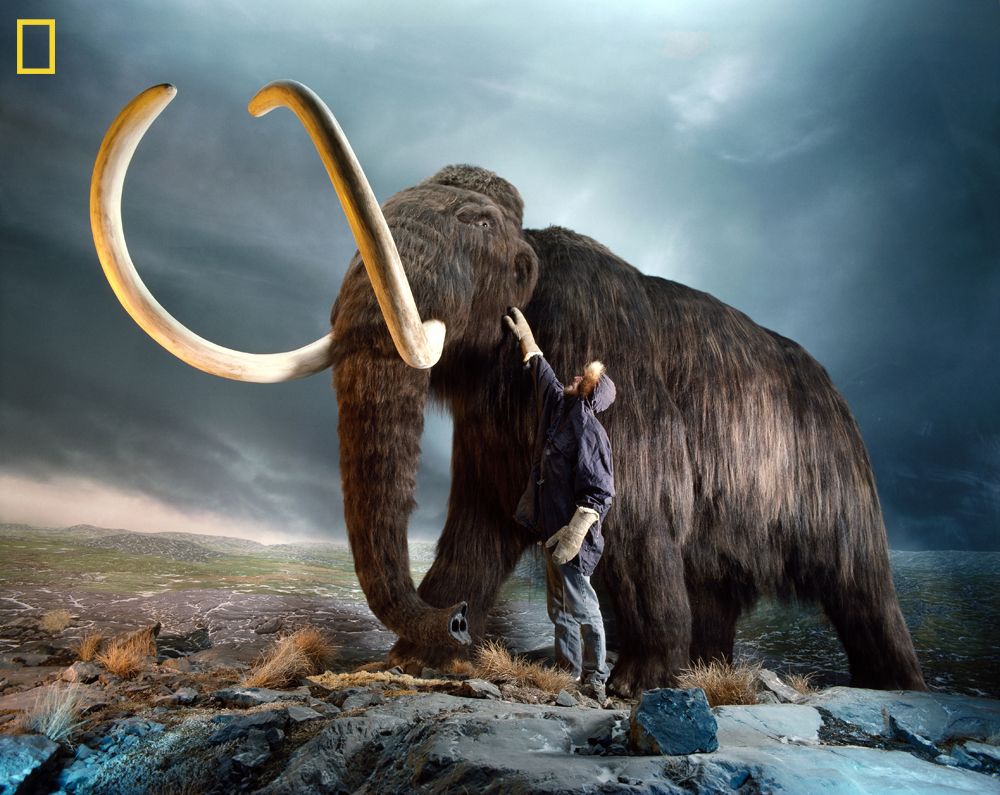 THE RETURN OF THE WOOLLY MAMMOTH