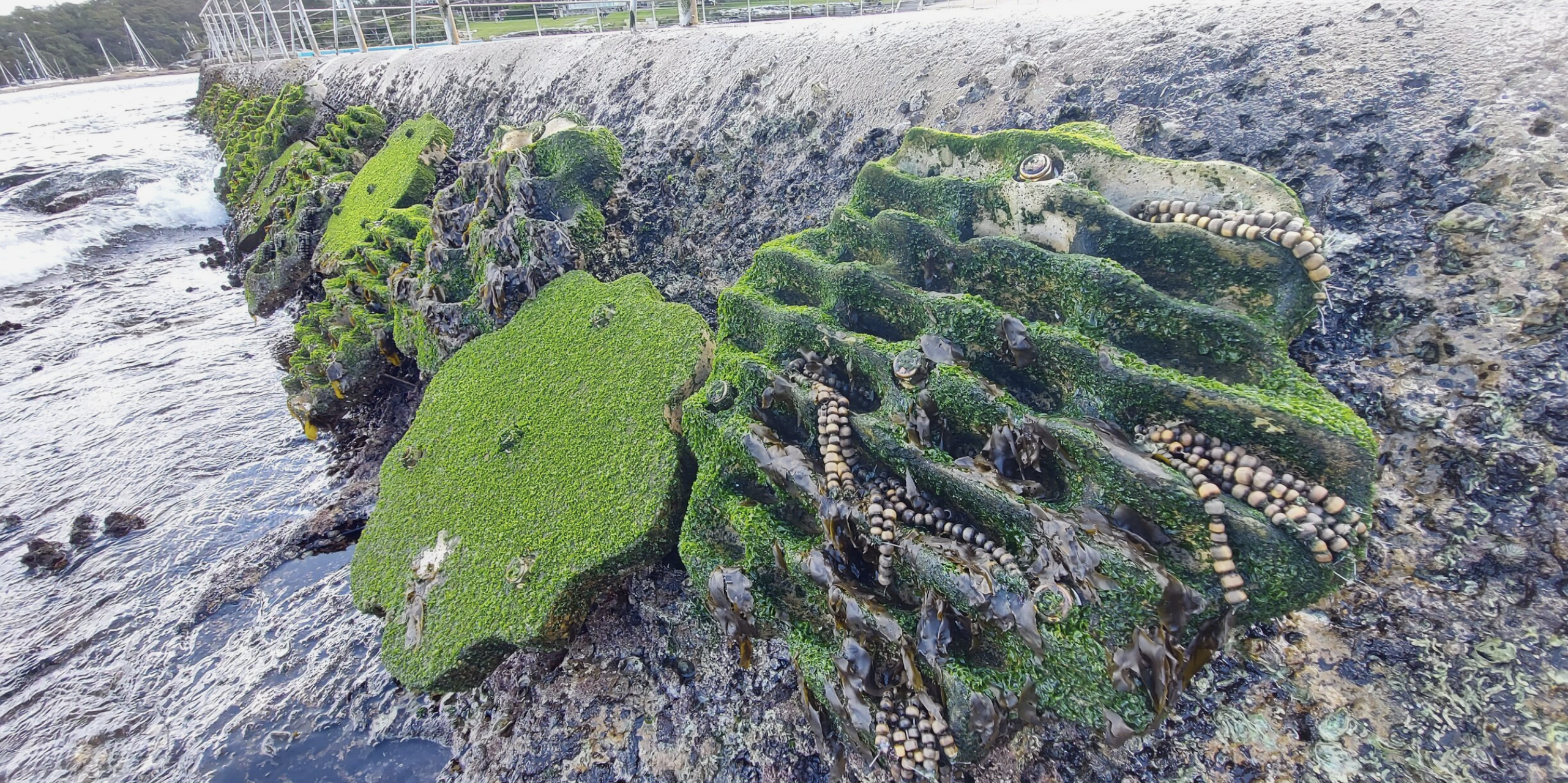 ‘LIVING SEA WALLS’ SHOW THE ABILITY TO REVIVE BIODIVERSITY