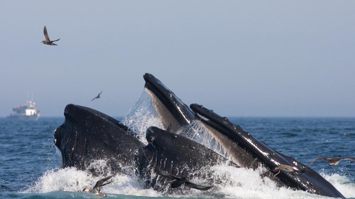 EARTH’S LARGEST WHALES LIKELY WORTH $2M-$6M OF VALUE TO US ALIVE OVER THEIR LIFETIME