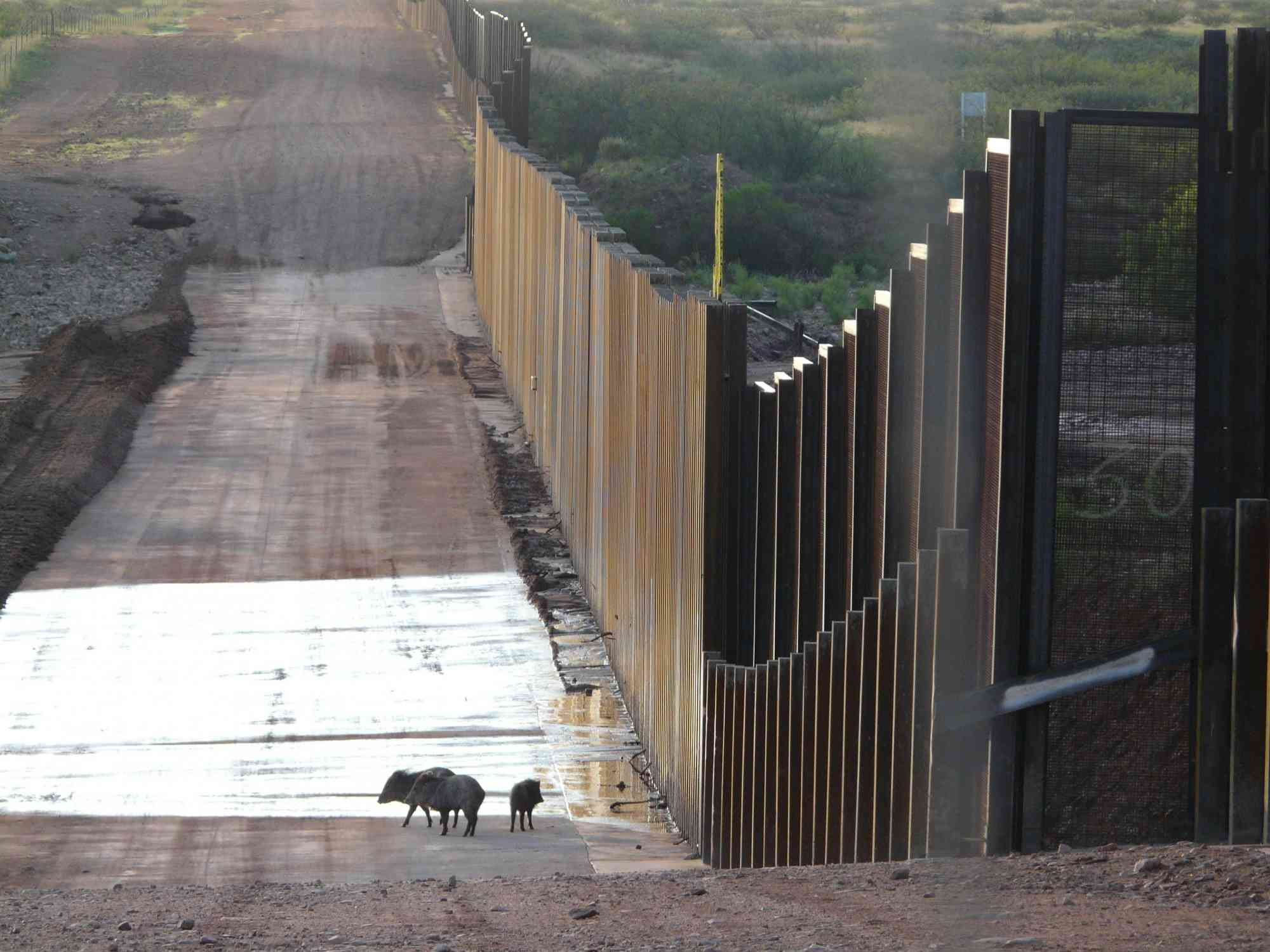 THE ENVIRONMENTAL PROBLEM WITH BORDER WALLS